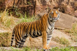 Тигрица-людоед убила 20 человек, последняя ее жертва – подросток