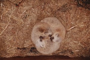 В Московском зоопарке родились росомашата: фото и видео
