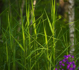 Лесное фото