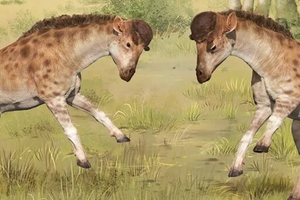 Палеонтологи нашли родственника жирафа с короткой шеей и мощным черепом