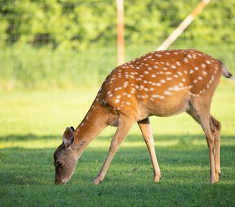 Пятнистый олень