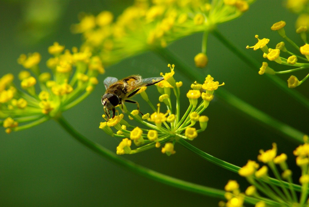Труженница