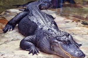 Операцию по поиску беглого крокодила устроили под Ростовом