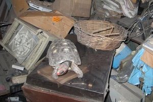 Черепаха Мануэла потерялась в доме и нашлась только спустя 30 лет (на чердаке)