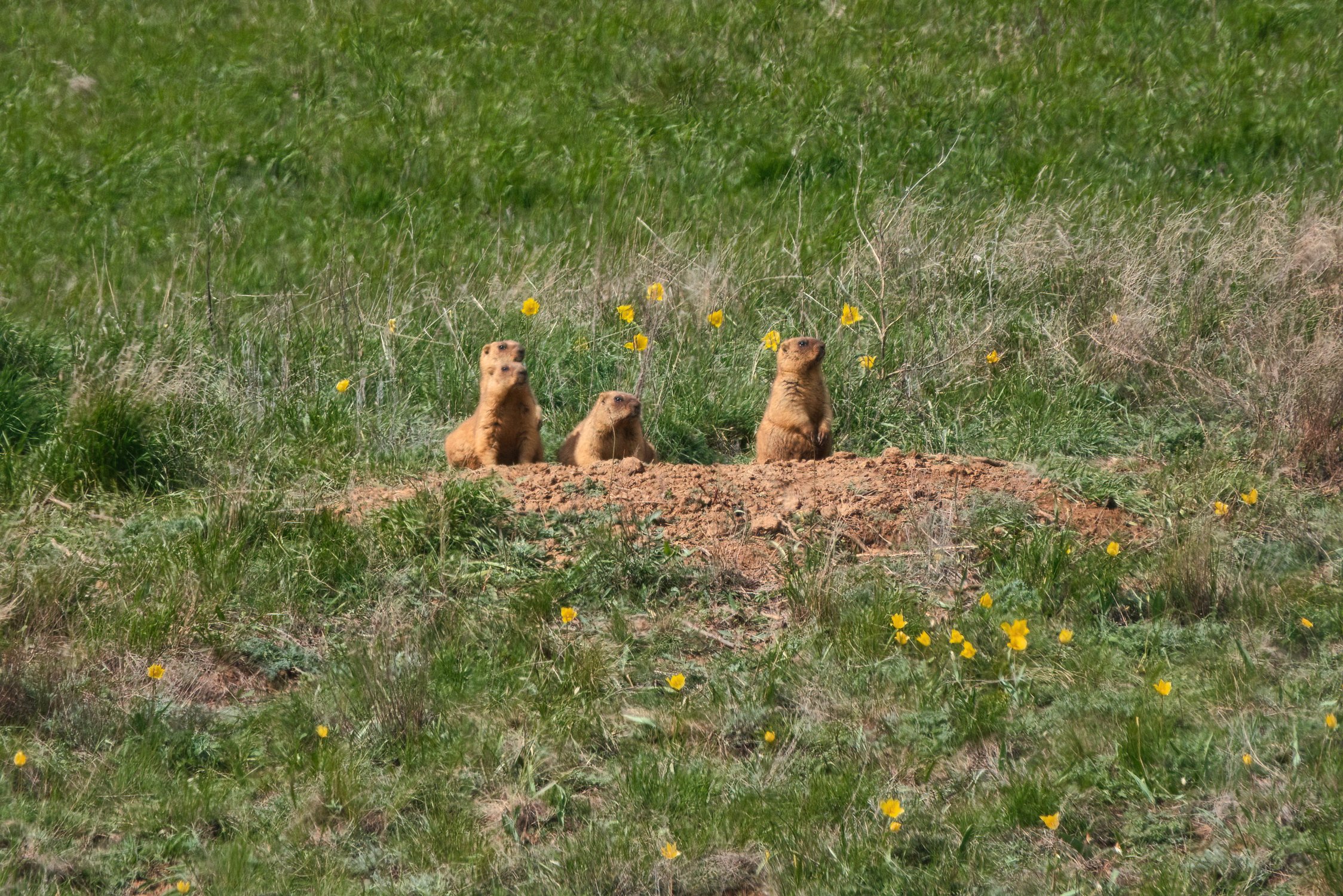 Дозор в тюльпанах