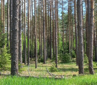 Сосновый лес