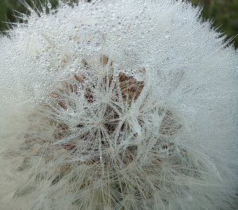 Одуванчик в росе