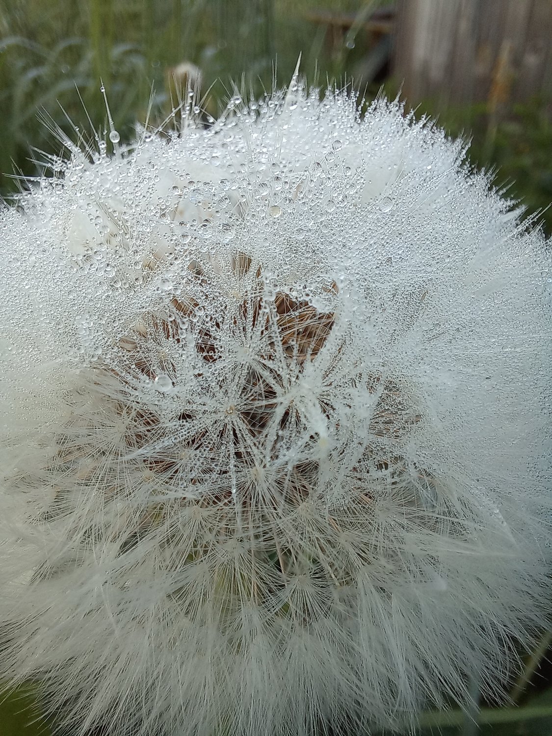 Одуванчик в росе