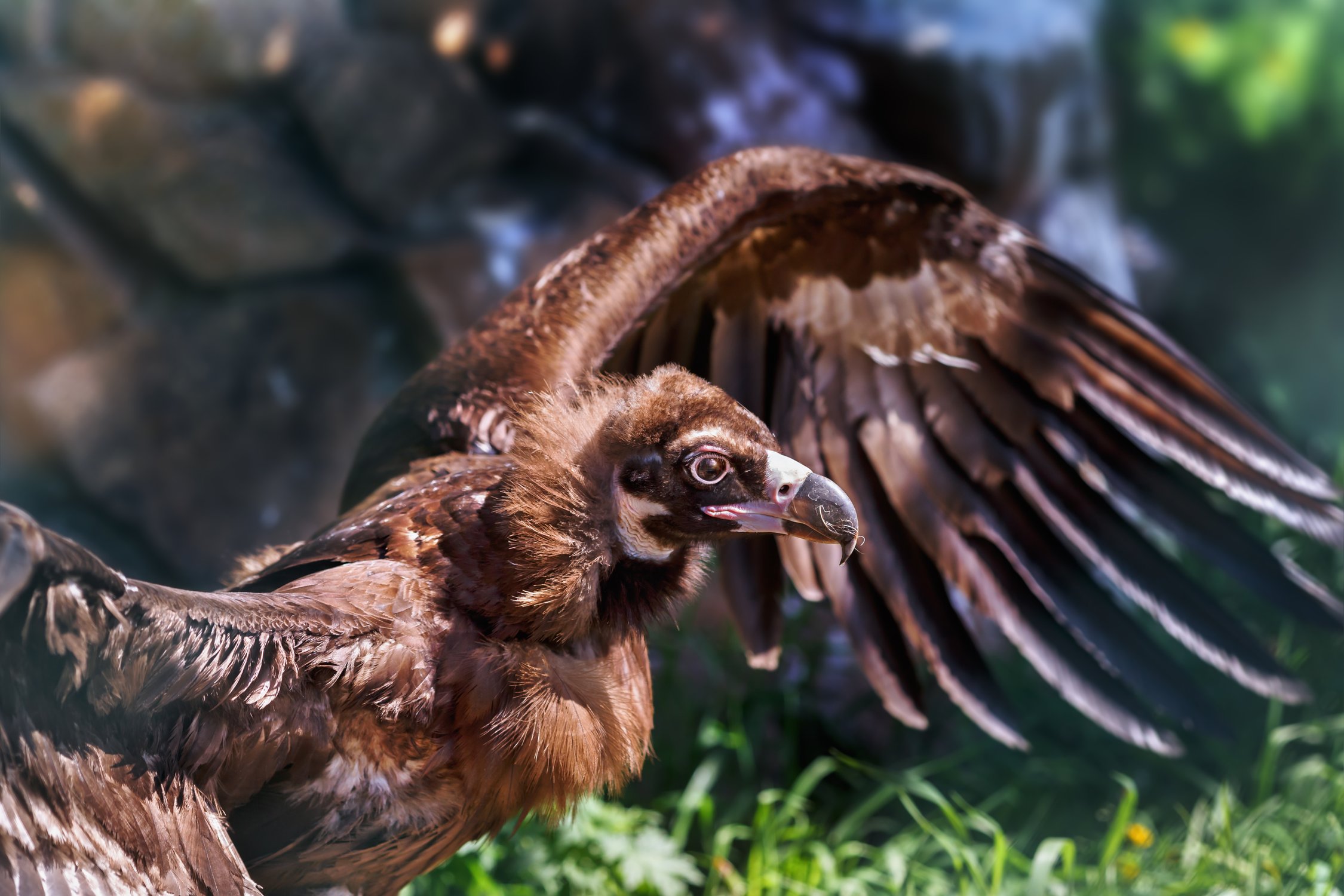 Черный гриф