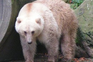 Белые медведи продолжали спариваться с бурыми даже после того, как они стали разными видами