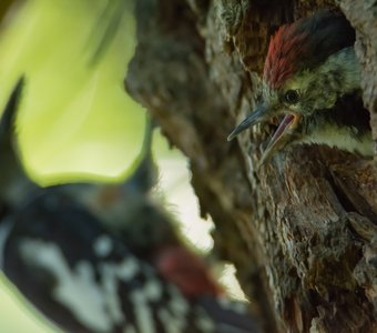 Средний Пёстрый Дятел (лат. Dendrocoptes medius)