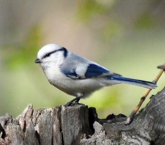 Белая лазоревка (Parus cyanus)