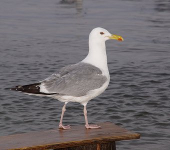 Байкальская чайка.