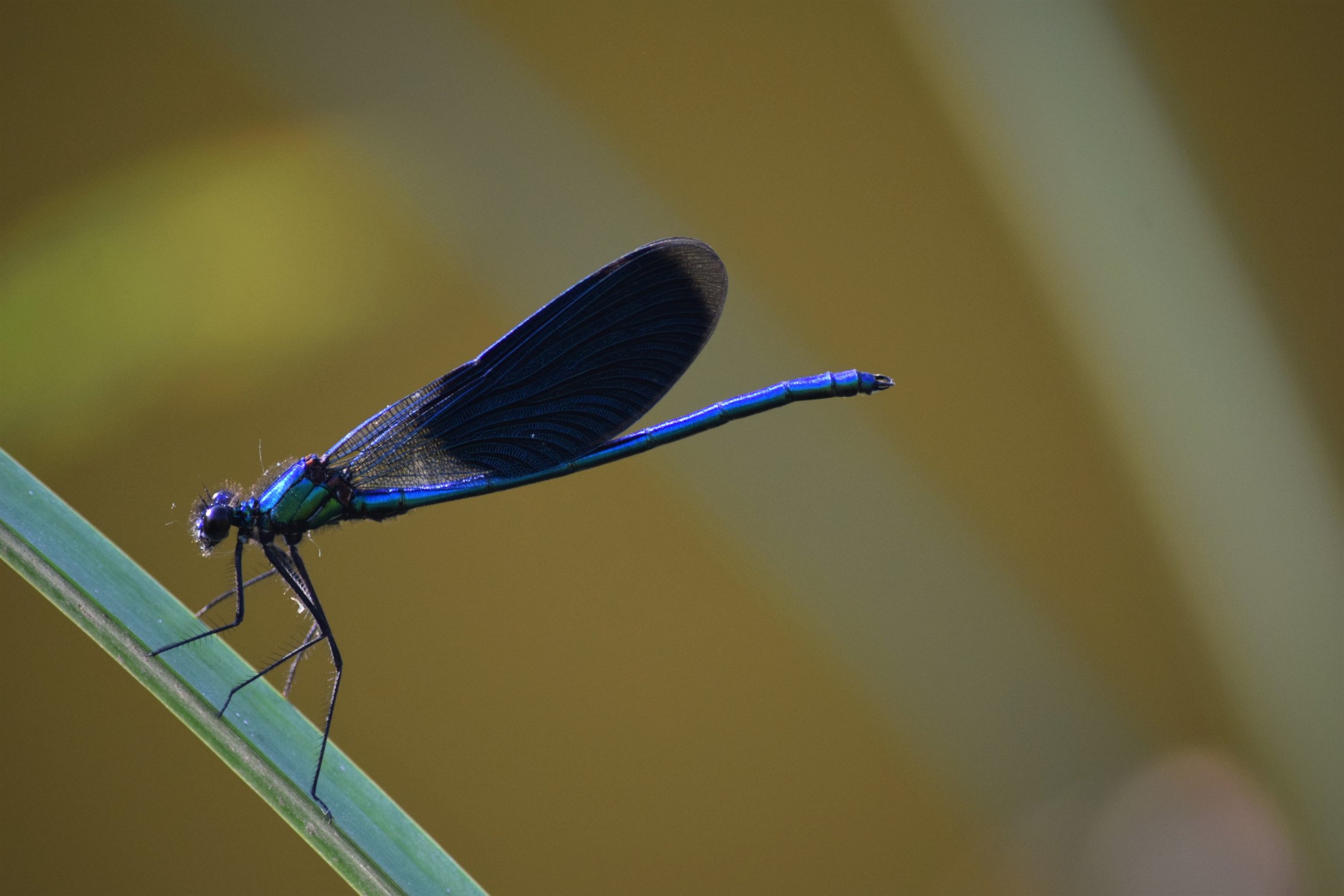 Изящная красотка