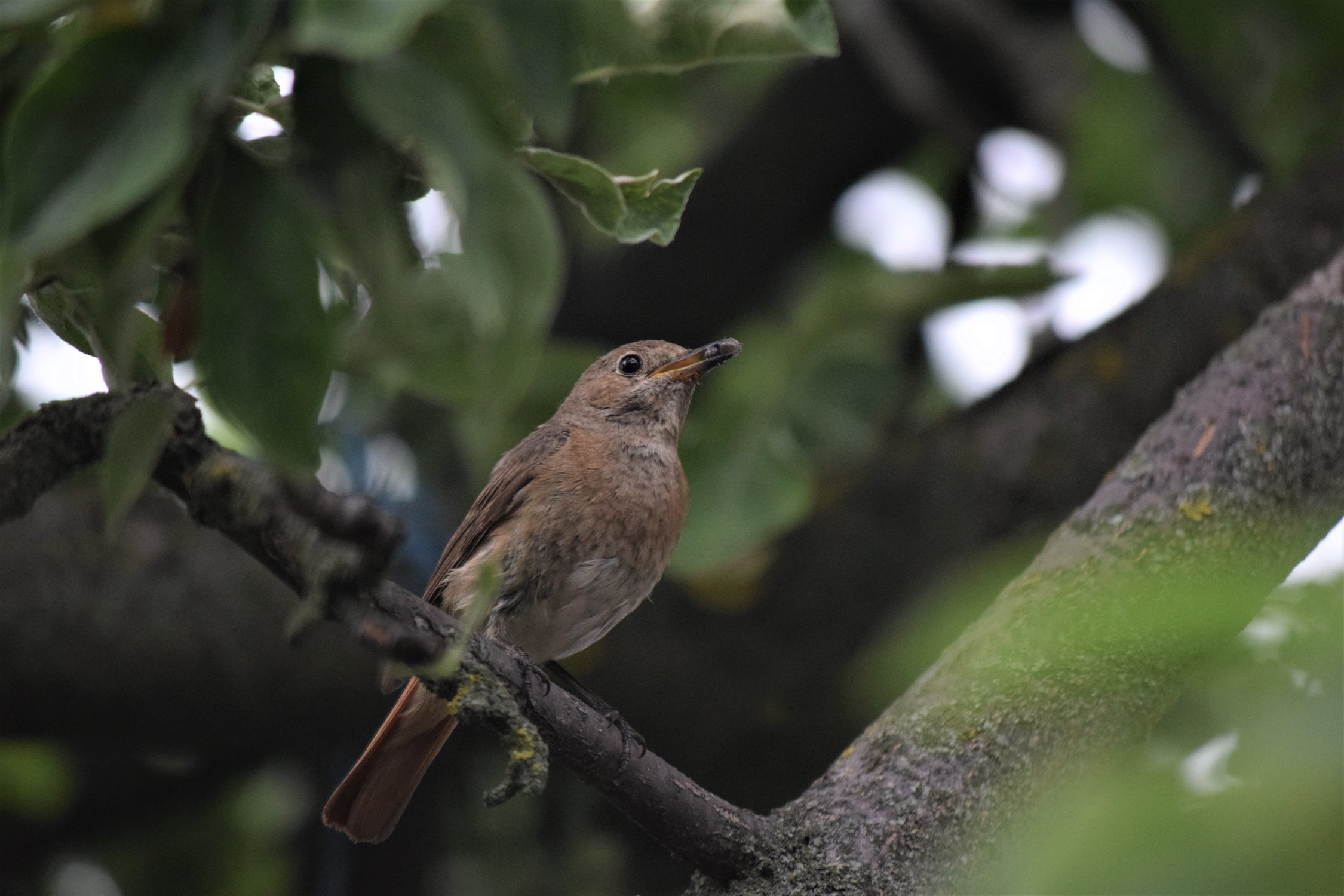 Завтрак для птенцов