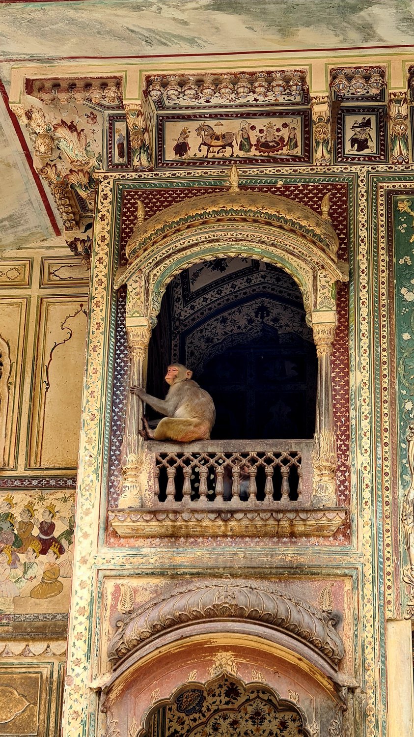 Храм обезьян, Индия,  Джайпур