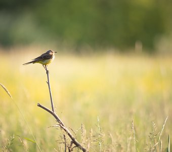 Жёлтая трясогузка