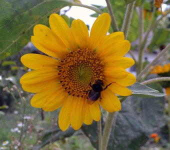 "Труженица"