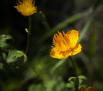 Желтенький цветочек