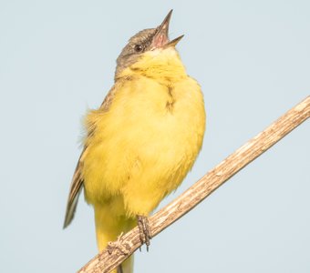 Гибридная особь, относящаяся к подвиду жёлтой трясогузки Motacilla flava flava, приглашает самочку к спариванию