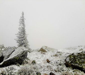 "Елки Палки"