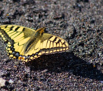 Бабочка Махаон на черном песке Халактырского пляжа