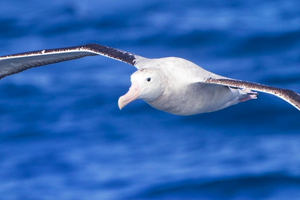 Куда летают альбатросы: пять затерянных мест в Тихом океане, где можно встретить легендарных птиц