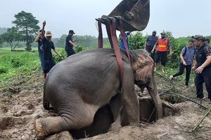 В Таиланде успешно реанимировали слониху, упавшую в дренажную яму: видео