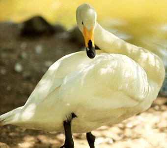 Олицетворение красоты...