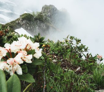 Цветение рододендрона в горах