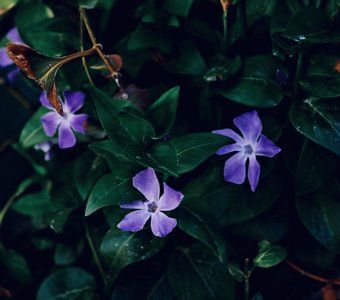 Просто фиолетовые цветочки