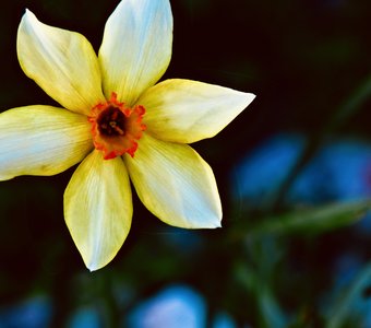 Одинокий нарцисс