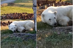 В Диксоне страдающий белый медведь пришел за помощью к людям