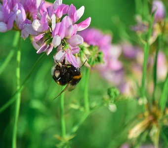 За сладким нектаром.