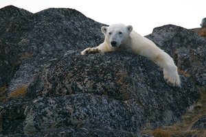 Обновлено: Московские специалисты вылетели в Диксон спасать белого медведя