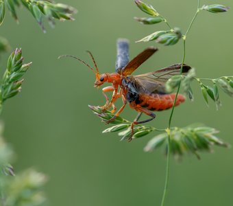 Пегас