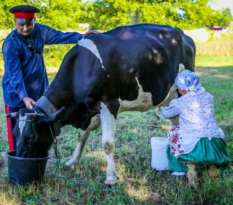 Вечерняя дойка