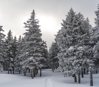 Снежное безмолвие