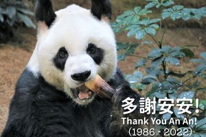 В Гонконге умер старейший в мире самец панды