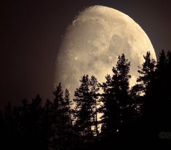 Луна за лесом. Алтай