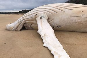 Редчайший белый кит обнаружен мертвым на австралийском побережье