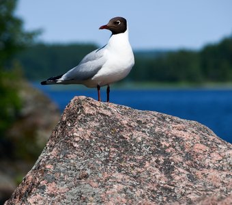 Озерная чайка на большом камне.