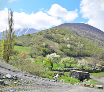 Горы Северной Осетии весной в районе села Хидикус. Цветущие деревья.