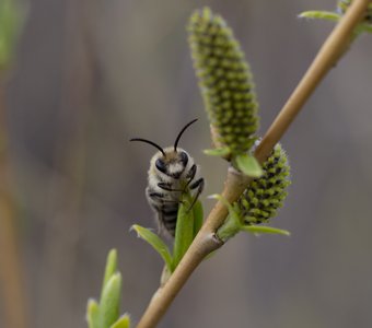 любопытная пчёлка