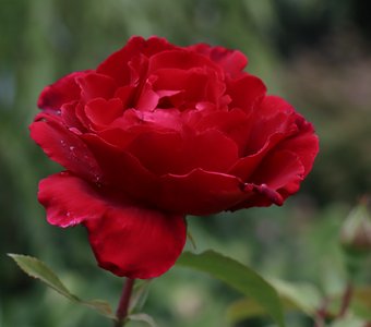 Роза красная моя - привыкаю к боли
