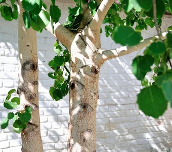 Смотрящий...