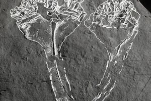 Палеонтологи нашли удивительную окаменелость возрастом 560 миллионов лет