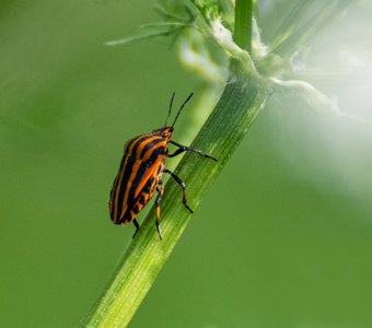 щитник линейчатый