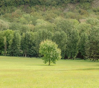 Одиночное дерево на горной поляне. Поселок Криница. Краснодарский край
