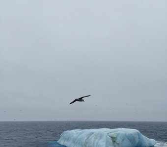 Чайки, отдыхающие на айсберге